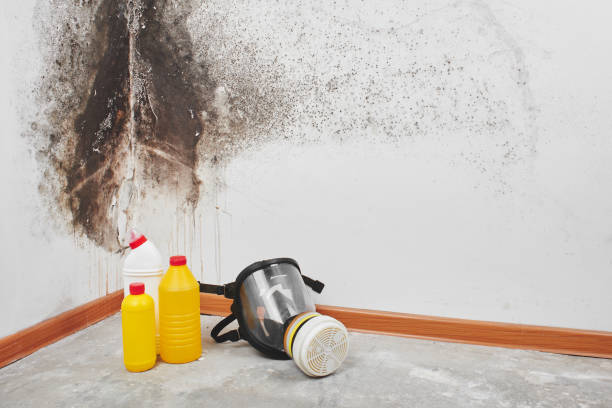 Best Localized Mold Remediation (e.g., coastal areas, humid climates) in New Rockford, ND