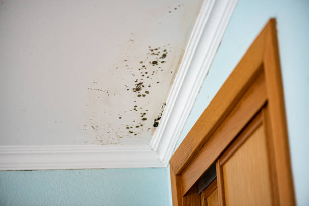 Best Mold Remediation for Specific Building Types in New Rockford, ND