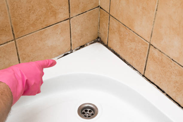 Best Mold Testing and Inspection Services in New Rockford, ND